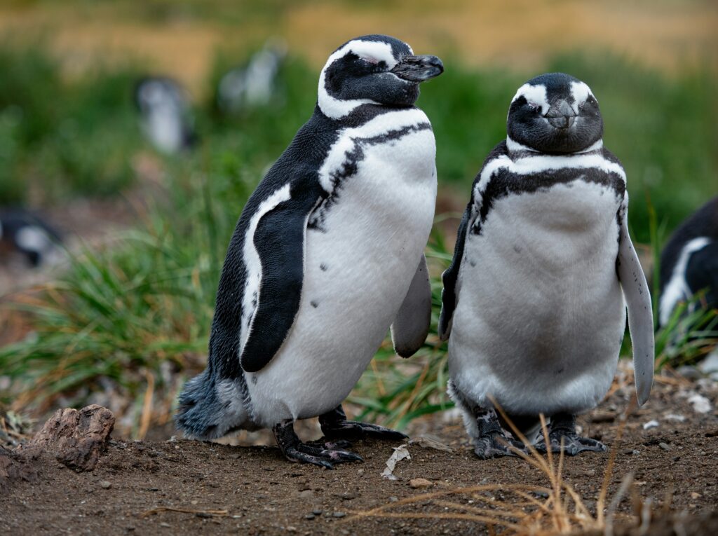 A pair of Magellanic penguins