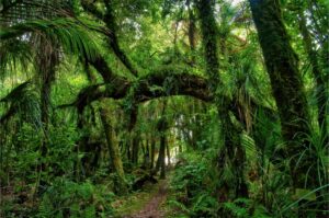 An enchanted forest of moss-covered trees on the Heaphy Track in New Zealand