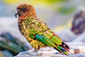 An iridescent prange, green, and yellow Kea Parrot spotted on a New Zealand Great Walk